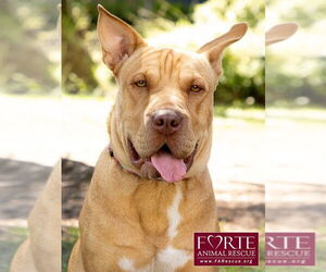 American Staffordshire Terrier-Chinese Shar-Pei Mix Dogs for adoption in Marina del Rey, CA, USA