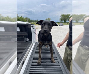 Mutt Dogs for adoption in Bolivar, MO, USA