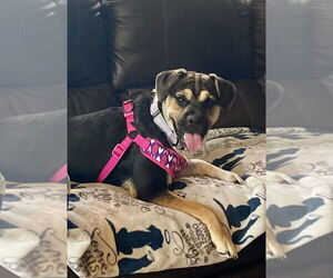 Puggle Dogs for adoption in Mooresville, NC, USA