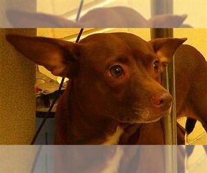 Chihuahua-Unknown Mix Dogs for adoption in Sanford, FL, USA