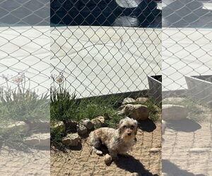 Dachshund Dogs for adoption in Hesperia, CA, USA