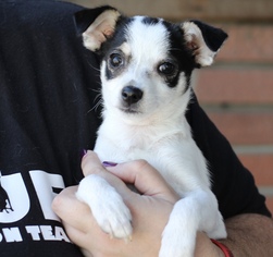 Medium Photo #1 Jack Russell Terrier-Unknown Mix Puppy For Sale in Fresno, CA, USA