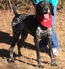 German Shorthaired Pointer Dogs for adoption in Jefferson, TX, USA