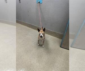 Chihuahua-Unknown Mix Dogs for adoption in Las Vegas, NV, USA