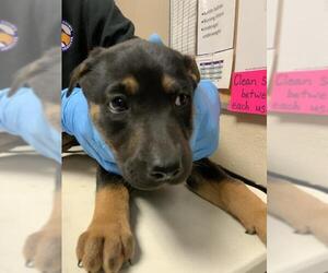 German Shepherd Dog-Siberian Husky Mix Dogs for adoption in Conroe, TX, USA