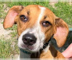 Mutt Dogs for adoption in Tarboro, NC, USA