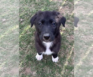 Border Collie-Unknown Mix Dogs for adoption in Boston, MA, USA
