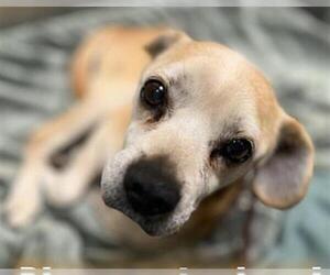 Cheagle Dogs for adoption in Denver, CO, USA