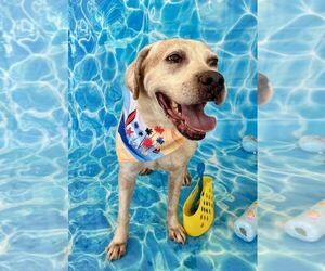 Labrador Retriever-Unknown Mix Dogs for adoption in Sanderson, FL, USA