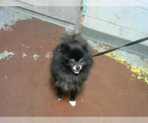 Pomeranian Dogs for adoption in Atlanta, GA, USA