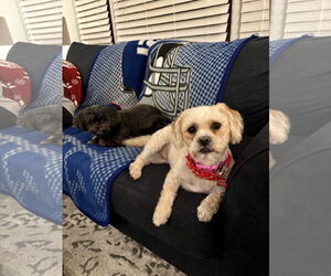 Shih-Poo Dogs for adoption in Chester, NJ, USA