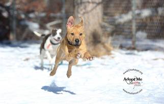 Mastiff Dogs for adoption in Ashland, WI, USA