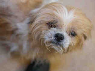 Shih Tzu Dogs for adoption in Martinez, CA, USA