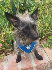 Cairn Terrier-Unknown Mix Dogs for adoption in Santa Monica, CA, USA