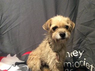 Cairn Terrier Dogs for adoption in pomona, CA, USA