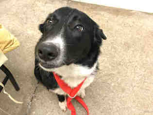 Border Collie Dogs for adoption in Lawrence, KS, USA