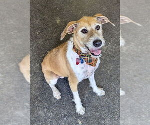 Mutt Dogs for adoption in Pittsburgh, PA, USA