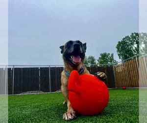 Mutt Dogs for adoption in Imlay City, MI, USA