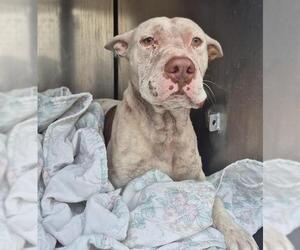 American Staffordshire Terrier Dogs for adoption in San Antonio, TX, USA