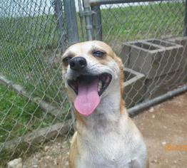 Chihuahua Dogs for adoption in Lonsdale, AR, USA