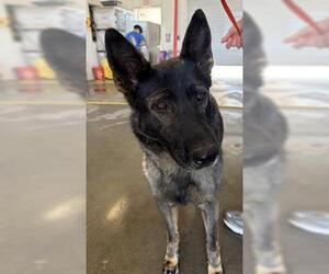 German Shepherd Dog-Unknown Mix Dogs for adoption in Riverside, CA, USA