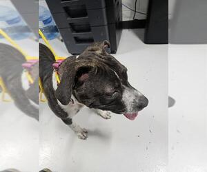 Mutt Dogs for adoption in Temple, TX, USA