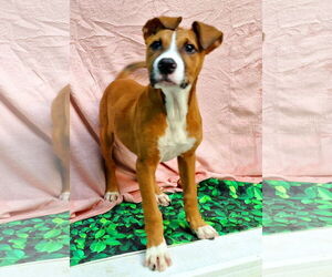 Labrador Retriever-Unknown Mix Dogs for adoption in Wetumpka, AL, USA