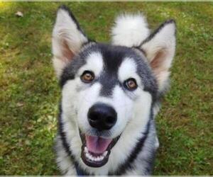 Alusky Dogs for adoption in Cookeville, TN, USA