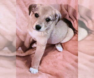 Mutt Dogs for adoption in Rutherfordton, NC, USA