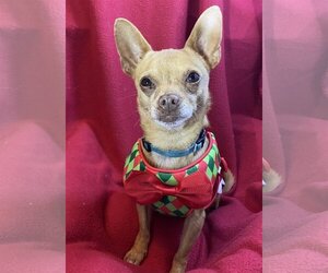 Chihuahua Dogs for adoption in Hillsboro, MO, USA