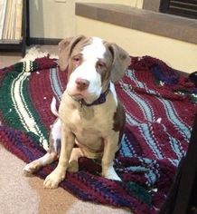Bully Basset Dogs for adoption in Evergreen, CO, USA