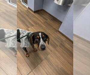 Bluetick Coonhound-Unknown Mix Dogs for adoption in Hilton Head, SC, USA