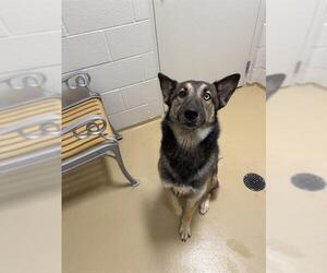 Siberian Husky-Unknown Mix Dogs for adoption in Pasadena, TX, USA