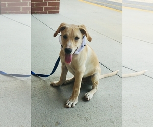 Mutt Dogs for adoption in Garner, NC, USA