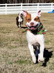American Bulldog Dogs for adoption in Virginia Beach, VA, USA