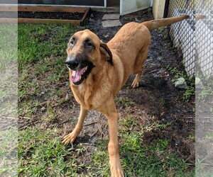 Medium Photo #1 Bloodhound-Unknown Mix Puppy For Sale in Royal Palm Beach, FL, USA