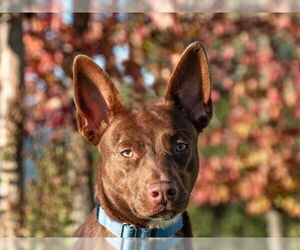 Border Collie-Unknown Mix Dogs for adoption in San Andreas, CA, USA