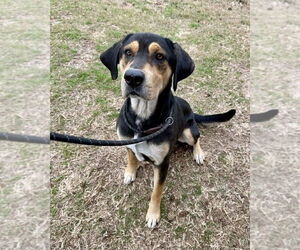 American Foxhound-Unknown Mix Dogs for adoption in Brewster, NY, USA