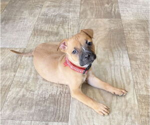 Boxer-Unknown Mix Dogs for adoption in San Diego, CA, USA