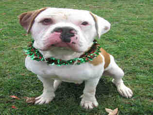 American Bulldog Dogs for adoption in Oakdale, CA, USA