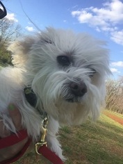 Maltese Dogs for adoption in Forest, VA, USA