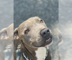 Labmaraner Dogs for adoption in Bellmawr, NJ, USA
