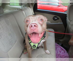 Staffordshire Bull Terrier Dogs for adoption in Ocala, FL, USA