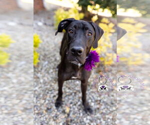 Great Dane Dogs for adoption in Huntersville, NC, USA