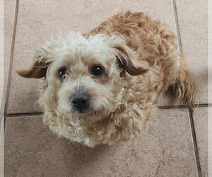 Lhasa-Poo Dogs for adoption in Cuba, NY, USA