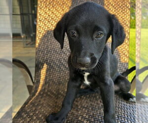 Medium Photo #1 Labrador Retriever-Unknown Mix Puppy For Sale in Sterling, MA, USA
