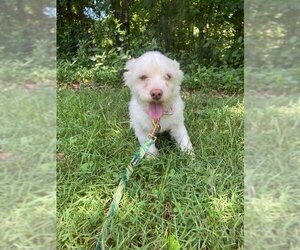Havanese Dogs for adoption in Pacolet, SC, USA