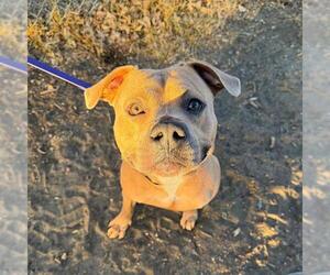 American Staffordshire Terrier Dogs for adoption in Aurora, CO, USA