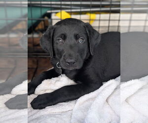 Labrador Retriever-Unknown Mix Dogs for adoption in Holly Springs, NC, USA