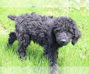 Poodle (Standard) Dogs for adoption in Cumming, GA, USA